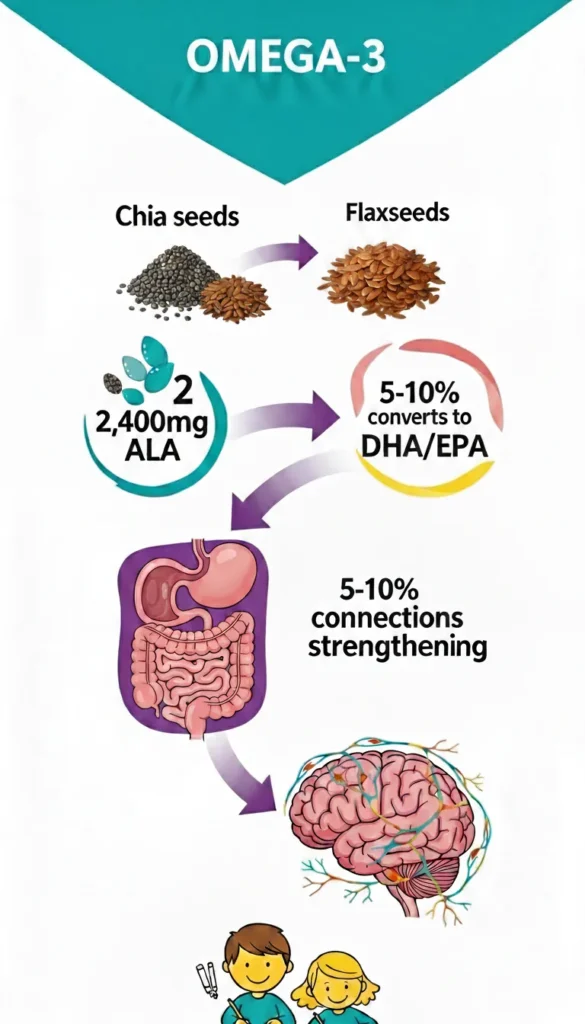 Educational diagram illustrating how plant-based omega-3 from chia and flax seeds converts to DHA for brain development